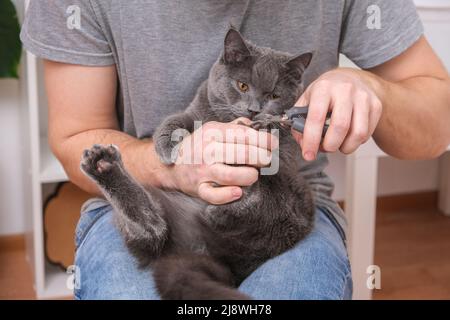 Ein Mann schneidet mit einem Klauenschneider die Krallen einer jungen grauen Katze. Chartreuse widersteht. Stockfoto