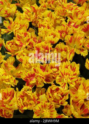 Gelbe und rote Pfingstrose-blühte Doppelte frühe Tulpen (Tulipa) Monsella blühen im März in einem Garten Stockfoto