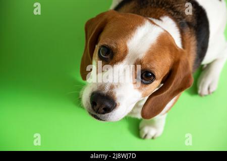 Porträt eines Beagle-Hundes auf grünem Hintergrund Stockfoto
