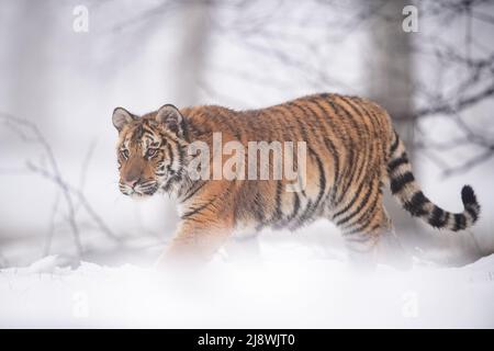 Sibirischer Tiger beim Wandern im kalten Winterwetter. Schnee und nebliges Wetter. Stockfoto