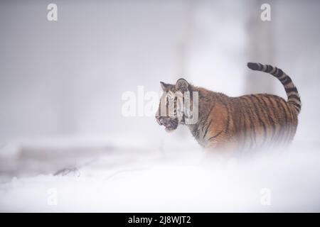 Sibirischer Tiger bei nebligen Wetter im Winter auf dem Schnee. Stockfoto