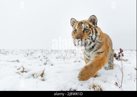 Sibirischer Tiger läuft auf Schnee direkt zur Kamera. Nahaufnahme des Tieres. Stockfoto