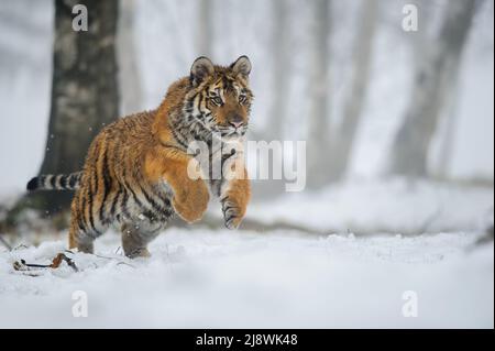 Winteraufnahme eines springenden sibirischen Tigers in der Schneelandlandschaft. Panthera tigris altaica Stockfoto