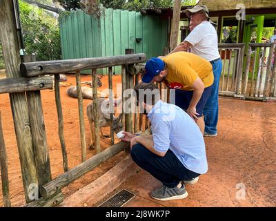 Tampa, FL USA - 11. November 2021: Ein Mann füttert ein Känguru in einem Zoo. Stockfoto
