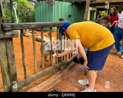 Tampa, FL USA - 11. November 2021: Ein Mann füttert ein Känguru in einem Zoo. Stockfoto