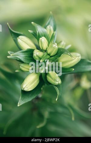 Lilium blüht vor der Blüte, asiatische Hybriden ornamental kultiviert, blühende Lilien, grünes Bouquet in, Knospen Stockfoto