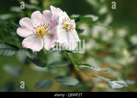 Hagebutte blüht zum Zeitpunkt der Blüte auf dem Busch Stockfoto