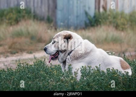 Zentralasiatischer Schäferhund liegt im Hof zwischen den grünen Gräsern Stockfoto