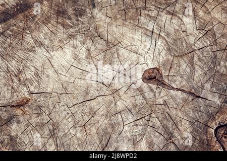 Baumstamm Baumstumpf Schnitt Draufsicht auf dem Boden. Baumwurzel - mit Kettensäge abschneiden. Blick von oben auf den Baumschlag von oben Stockfoto