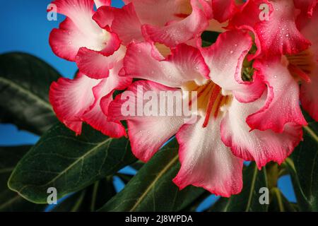 Adenium obesum (Fosk.) Roem. Und Schult. Impala Lily, Pink Bignonia, Mock Azalea, Desert Rose aus nächster Nähe. Wassertropfen auf Blütenblüten Stockfoto