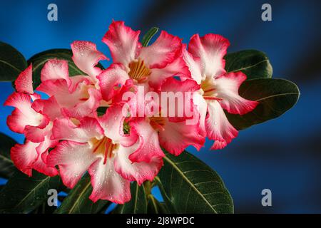 Adenium oder Wüstenrose Blume ist Heilkräuter. (Impala Lily, Mock Azalea, Pink adenium). Blauer Hintergrund und Wassertropfen auf Blütenblüten Stockfoto