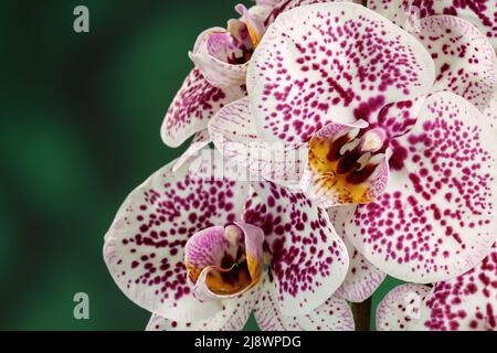 Lila getupfte weiße Orchidee auf grünem unscharfem Hintergrund in Nahaufnahme. Freier Speicherplatz für Text im Foto Stockfoto