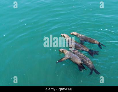 Seelöwen, die im Pazifik schwimmen Stockfoto