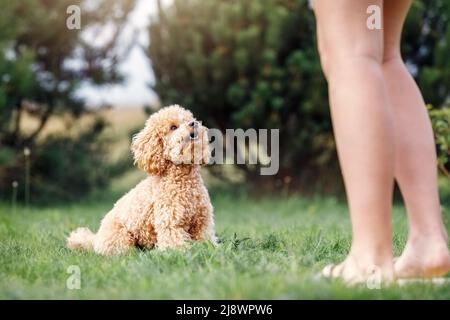 Ein gehorsamer Pudel-Spielzeug-Hund sitzt auf dem Gras und schaut auf die Gastgeberin und wartet auf ihr Team. Tierbesitzer trainieren seinen Hundepudel im Park. Stockfoto