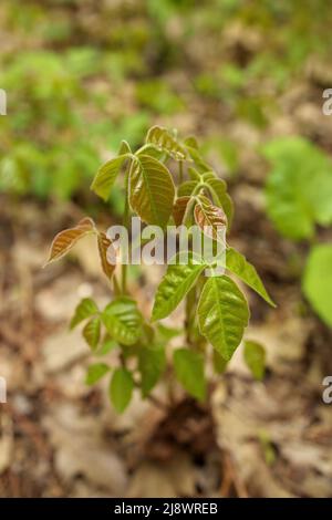 Nahaufnahme eines Fleckens von Efeu-Pflanzen, die im Frühling frisch gekeimt sind Stockfoto