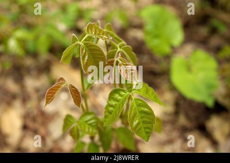Nahaufnahme eines Fleckens von Efeu-Pflanzen, die im Frühling frisch gekeimt sind Stockfoto