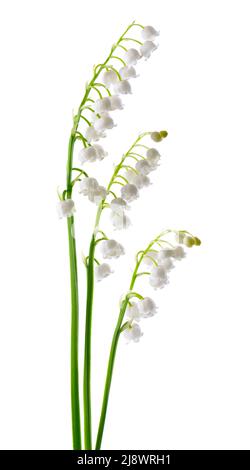 Maiglöckchen isoliert auf weißem Hintergrund. Convallaria Blumen Stockfoto