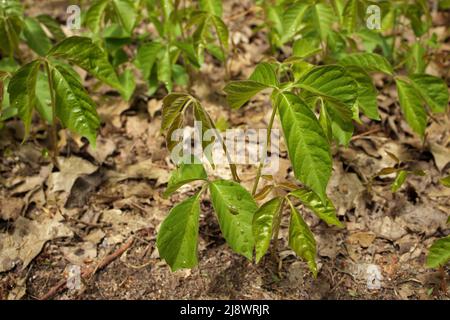 Nahaufnahme eines Fleckens von Efeu-Pflanzen, die im Frühling frisch gekeimt sind Stockfoto