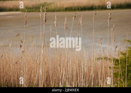Nahaufnahme von hohem getrocknetem Gras bei natürlichem Licht. Stockfoto