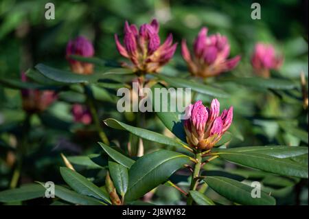 Rhododendron blüht im Rhododenron-Tal bei Abackarna, dem Stadtpark am Motala-Fluss in Norrkoping, Schweden Stockfoto