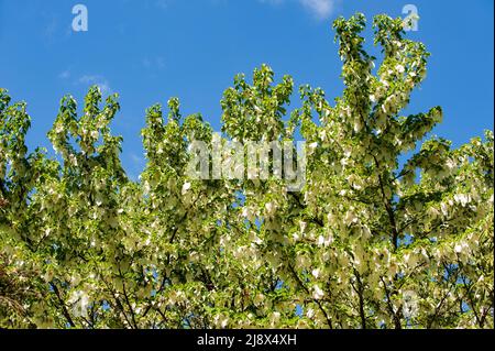 Baum Cornaceae Davidia involucrata oder Taubenbaumblumen blühen im Garten. Stockfoto