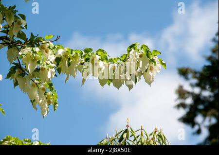 Baum Cornaceae Davidia involucrata Blumen blühen im Garten. Stockfoto