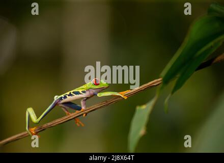 Baumfrosch mit roten Augen (Agalychnis callidryas) (kontrollierter Gegenstand), der auf dem Ast kriecht Stockfoto