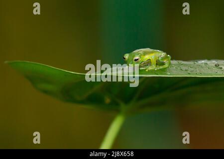 Stacheliger Glasfrosch (Teratohyla spinosa) (kontrollierter Studienteilnehmer) Stockfoto