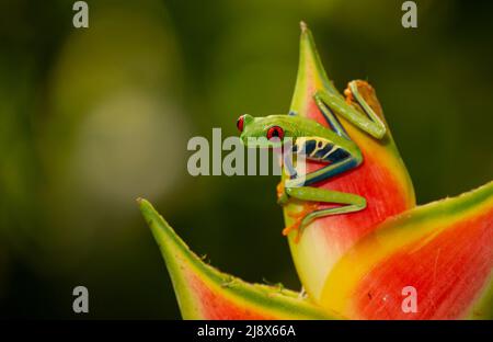 Rotäugiger Baumfrosch (Agalychnis callidyas) (kontrollierter Studienteilnehmer) auf Helikonie Stockfoto