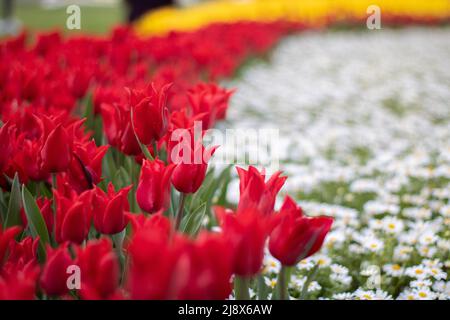 Ein Blumenfeld mit roten Tulpen und Gänseblümchen Stockfoto