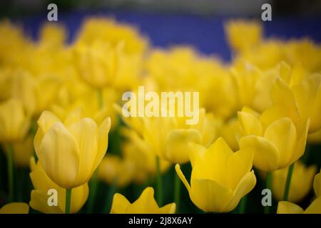 Ein gelbes Tulpenfeld Stockfoto