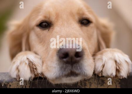 Golden Retriever mit zwei Pfoten und süßem Gesicht Stockfoto