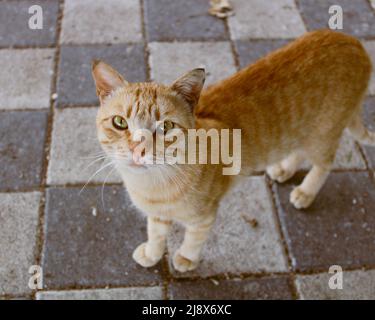 Eine gelbe streunende Katze Stockfoto