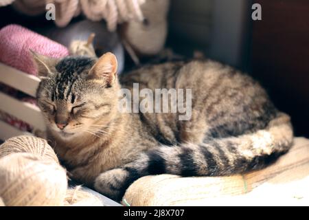 Streunende Katze schläft im Laden Stockfoto