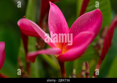 Blooming Plumeria rubra Linn Nahaufnahme Stockfoto