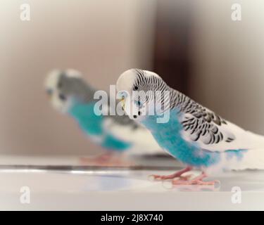 Wellensittich und seine Spiegelung im Spiegel Stockfoto