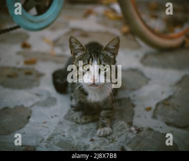 Streunende Katze Portrait Stockfoto