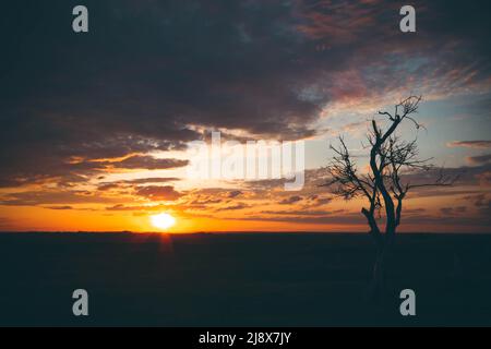 Silhouetten von Bäumen bei Sonnenuntergang. Reise durch die afrikanischen Savannen. Sonnenuntergang in den Wolken. Verwelkter Baum vor dem Hintergrund der Sonne. Trockener Zweig Stockfoto