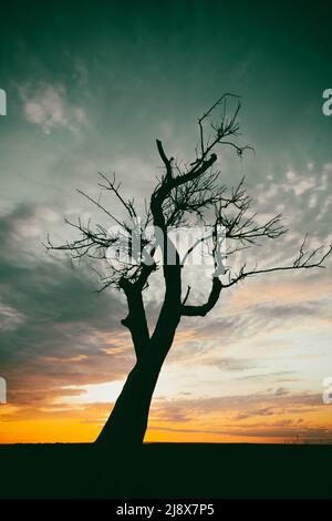 Silhouetten von Bäumen bei Sonnenuntergang. Reise durch die afrikanischen Savannen. Sonnenuntergang in den Wolken. Verwelkter Baum vor dem Hintergrund der Sonne. Trockener Zweig Stockfoto