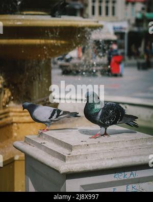 Zwei posierte männliche und weibliche Tauben Stockfoto