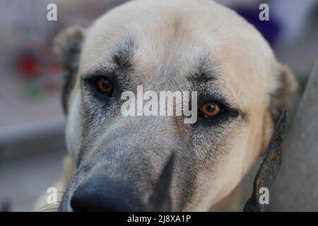 Braune Augen eines Kangal Hundes Stockfoto