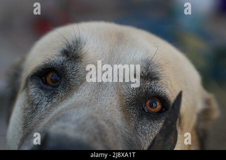 Augen eines anatolischen Hirten Stockfoto