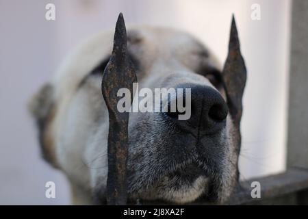 Die Nase eines Kangal-Hundes Stockfoto