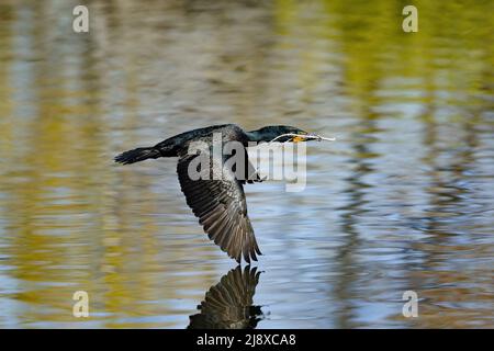 Ein Kormoran mit Doppelcresting, der über einen farbenfrohen See fliegt, dessen Flügelspitze das Wasser berührt und ein Niststock in seinem Schnabel. Stockfoto