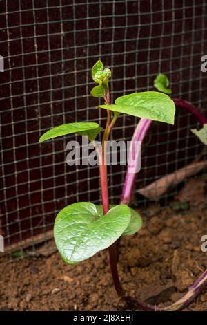 Junge malabar-Spinat- oder ceylon-Spinatpflanze im Garten, Basella alba oder Basella rubra, bekannt als Weinspinat, Heilkräuter aus der Nähe Stockfoto