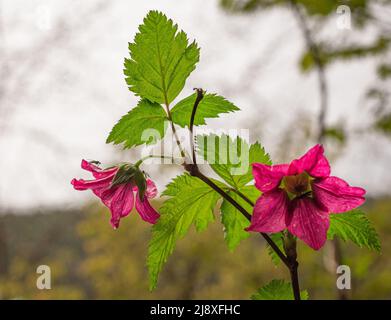 Salmonbeerblüte Rubus spectibilis in einem Wald auf dem verschwommenen Hintergrund, niemand, selektiver Fokus. Stockfoto