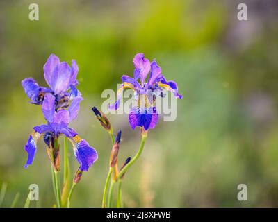 Schöne blaue Blüten der sibirischen Iris im Frühlingsgarten. Iris sibirica blüht auf der Wiese. Die Koloful Sibirische Iris eine mehrjährige Pflanze mit purpl Stockfoto