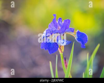 Schöne blaue Blüten der sibirischen Iris im Frühlingsgarten. Iris sibirica blüht auf der Wiese. Die Koloful Sibirische Iris eine mehrjährige Pflanze mit purpl Stockfoto