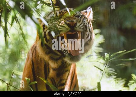 Sumatran Tiger im Wald Stockfoto