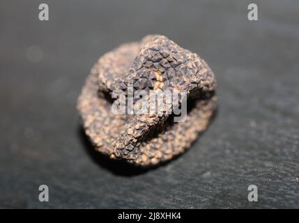 Schwarze wilde Sommer Trüffel Pilze Nahaufnahme Familie tuberaceae botanischen modernen hochwertigen großen Hintergrund drucken Heimtextilien Stockfoto